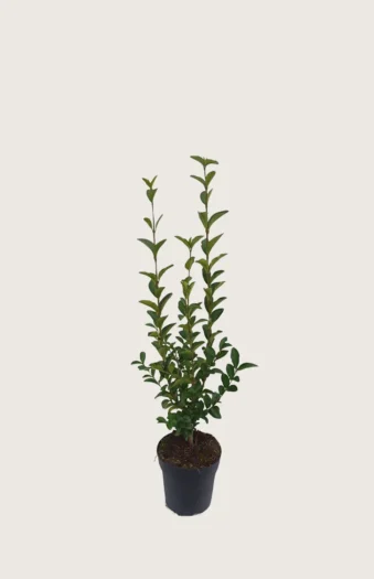 Bredbladig liguster 60cm Outlet | Plantinavia