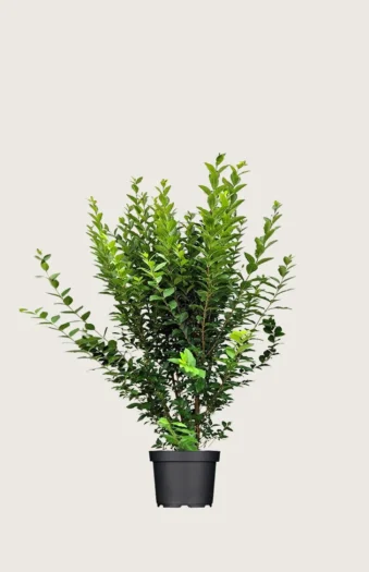 Bredbladig liguster 60cm Velgrenet | Plantinavia