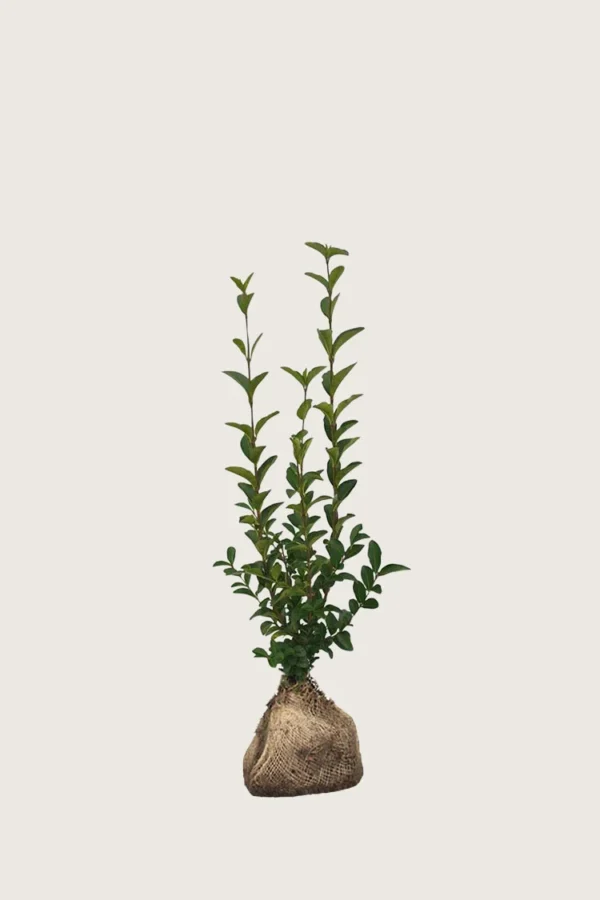 Bredbladig liguster 100cm Outlet | Plantinavia