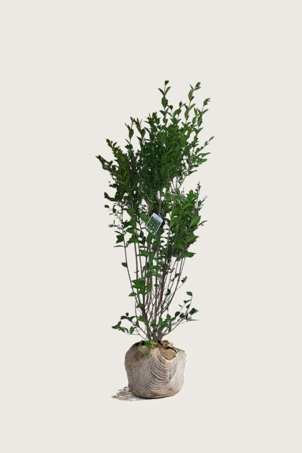 Bredbladig liguster 150cm Outlet | Plantinavia