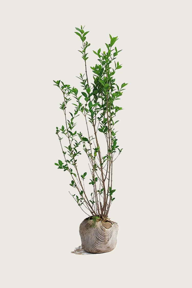 Bredbladig liguster 225cm Outlet | Plantinavia