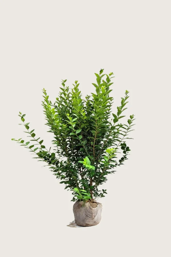 Bredbladig liguster 100cm Velgrenet | Plantinavia