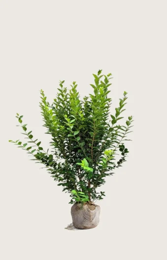 Bredbladig liguster 60cm Velgrenet | Plantinavia