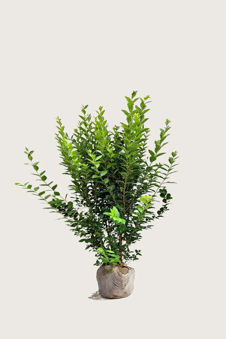 Bredbladig liguster 80cm Velgrenet | Plantinavia