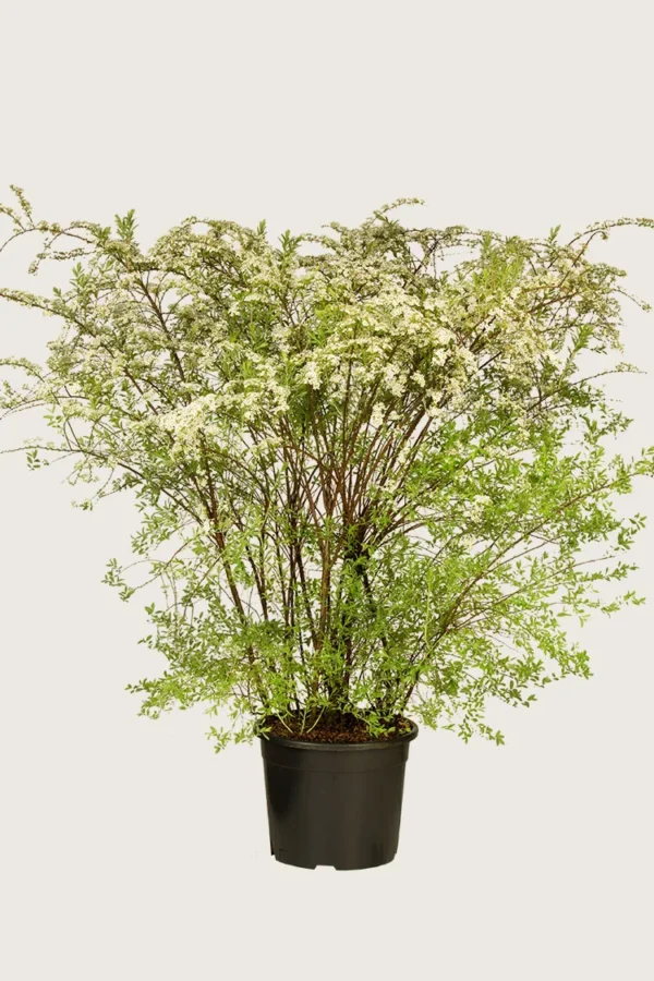 Brudespirea 100cm Velgrenet | Plantinavia