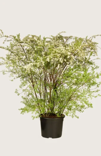 Brudespirea 125cm Velgrenet | Plantinavia