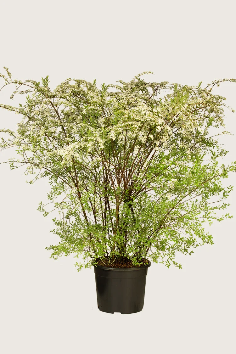 Brudespirea 125cm Velgrenet | Plantinavia