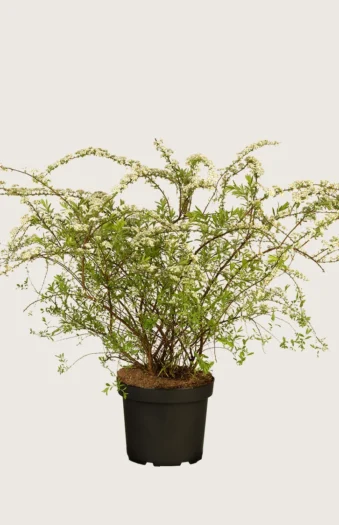 Brudespirea 60cm Velgrenet | Plantinavia