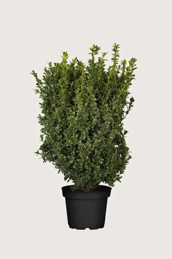 Buksbom 100cm Grenet | Plantinavia