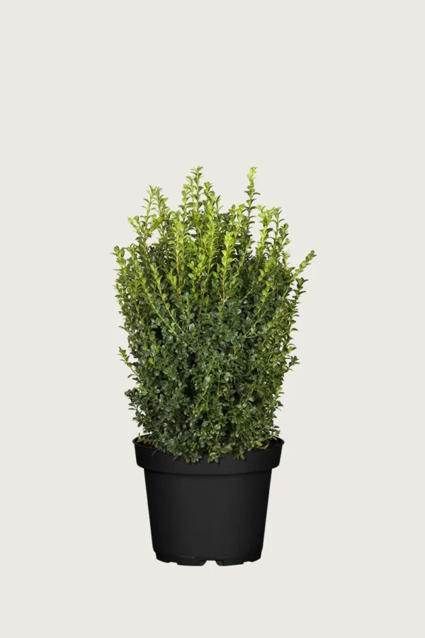 Buksbom 40cm Grenet | Plantinavia