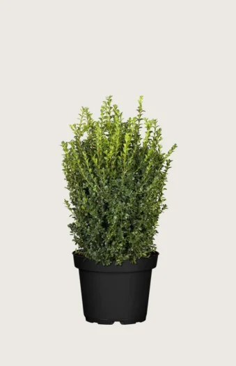 Buksbom 60cm Grenet | Plantinavia