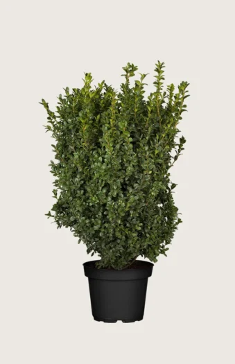 Buksbom 80cm Grenet | Plantinavia