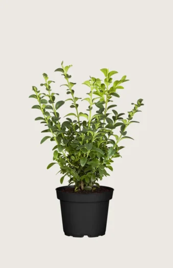 Buksbom 30cm Outlet | Plantinavia