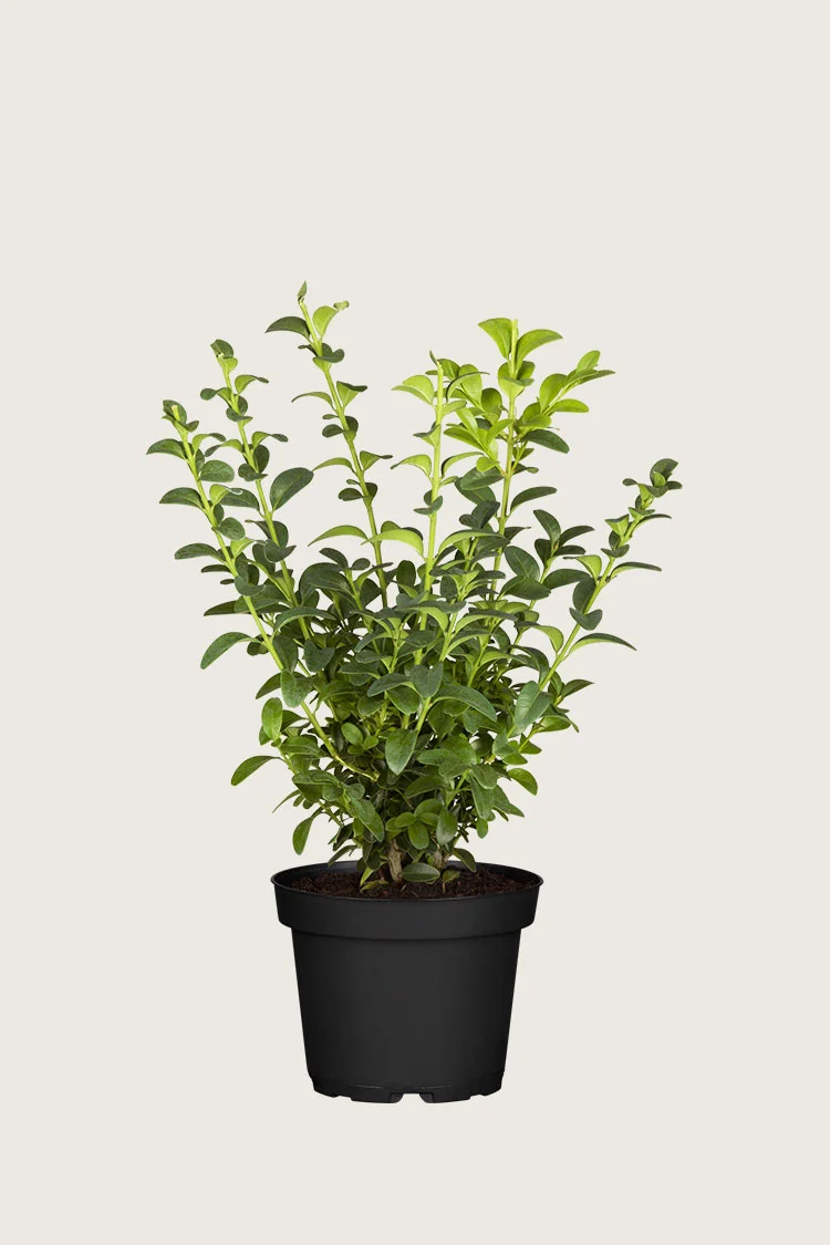 Buksbom 60cm Outlet | Plantinavia