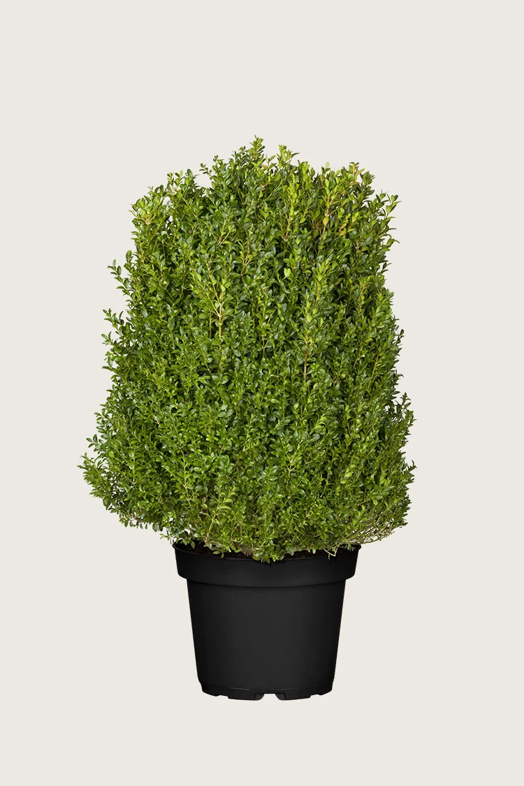 Buksbom 100cm Velgrenet | Plantinavia
