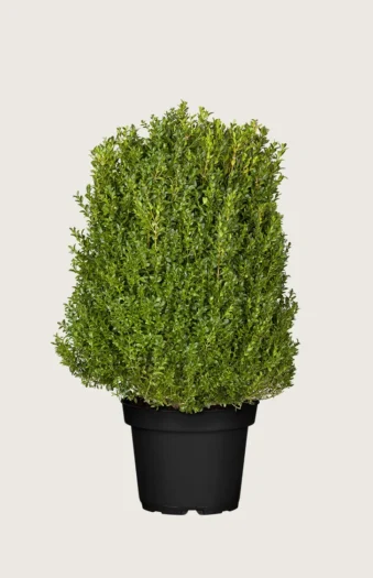 Buksbom 125cm Velgrenet | Plantinavia
