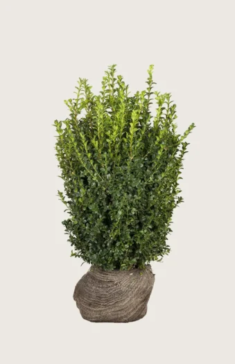 Buksbom 125cm Grenet | Plantinavia