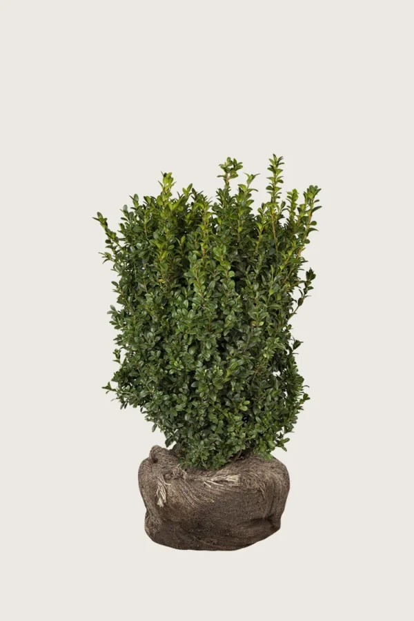 Buksbom 40cm Grenet | Plantinavia