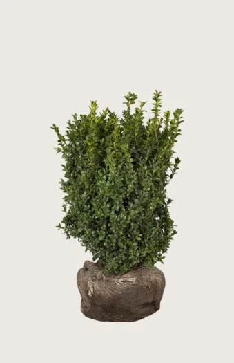 Buksbom 60cm Grenet | Plantinavia