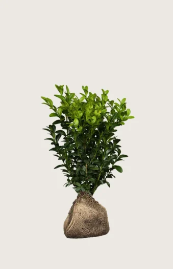 Buksbom 60cm Outlet | Plantinavia
