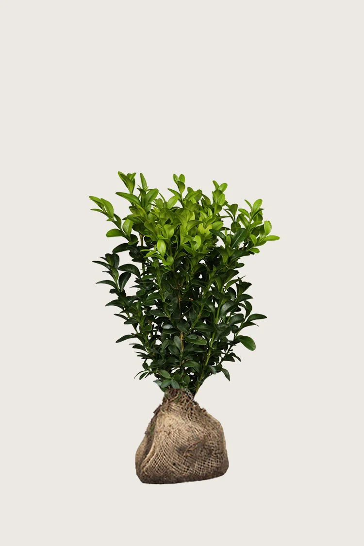 Buksbom 80cm Outlet | Plantinavia
