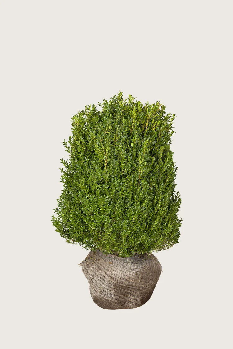 Buksbom 100cm Velgrenet | Plantinavia