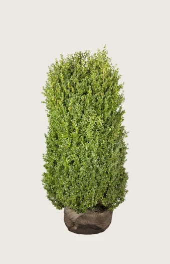 Buksbom 150cm Velgrenet | Plantinavia