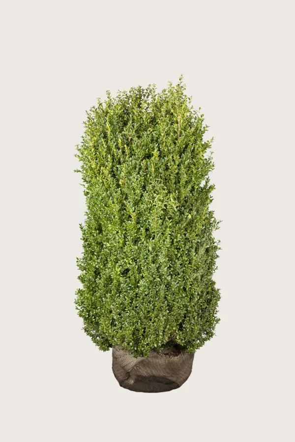 Buksbom 150cm Velgrenet | Plantinavia