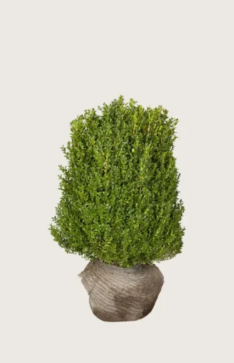 Buksbom 60cm Velgrenet | Plantinavia