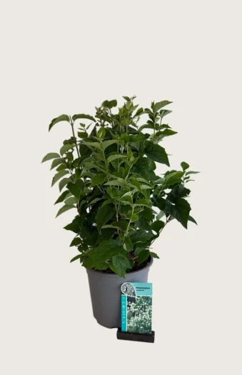 Duftskjærsmin 30cm Velgrenet | Plantinavia