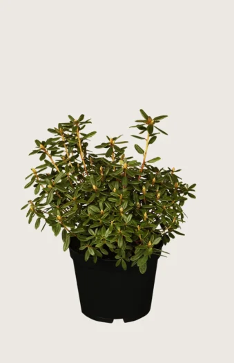Dværg rhododendron 25cm Grenet | Plantinavia