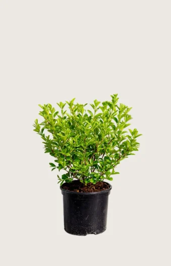 Dvergliguster 15cm Grenet | Plantinavia