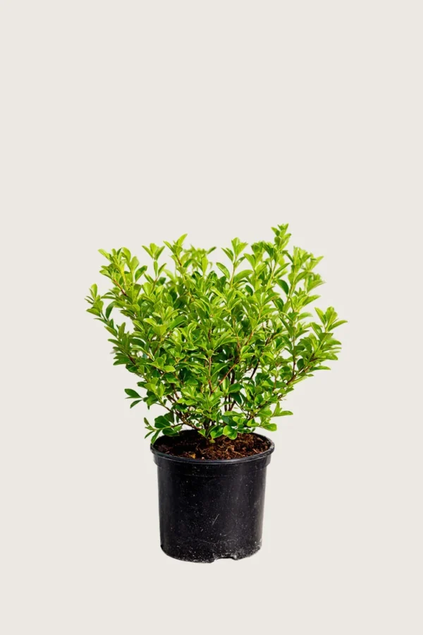 Dvergliguster 15cm Grenet | Plantinavia