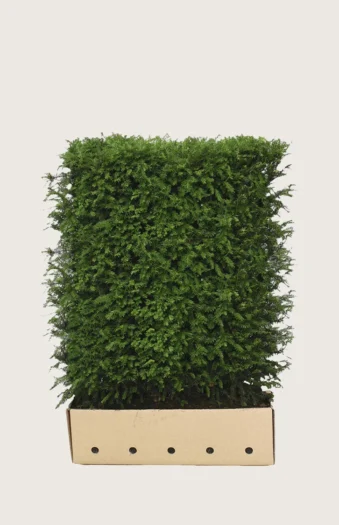 Europabarlind Taxus Baccata 80cm Velgrenet | Plantinavia