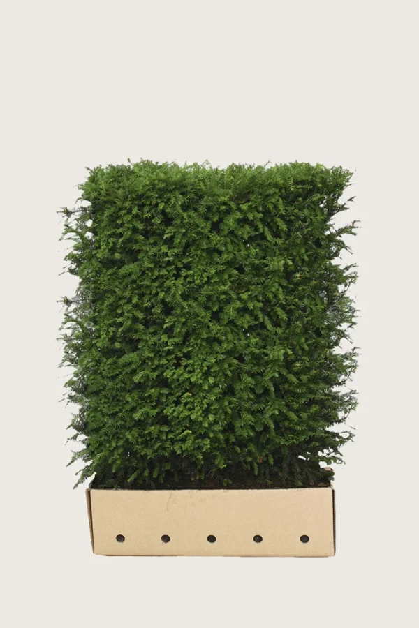 Europabarlind Taxus Baccata 80cm Velgrenet | Plantinavia