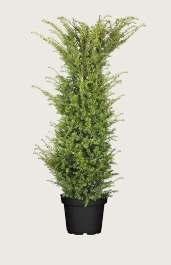 Europabarlind Taxus Baccata 225cm Grenet | Plantinavia