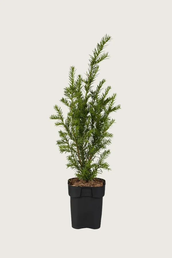 Europabarlind Taxus Baccata 125cm Outlet | Plantinavia