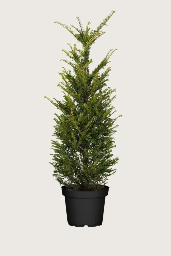 Europabarlind Taxus Baccata 225cm Outlet | Plantinavia
