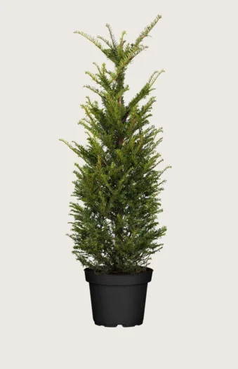 Europabarlind Taxus Baccata 250cm Outlet | Plantinavia