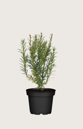 Europabarlind Taxus Baccata 40cm Outlet | Plantinavia