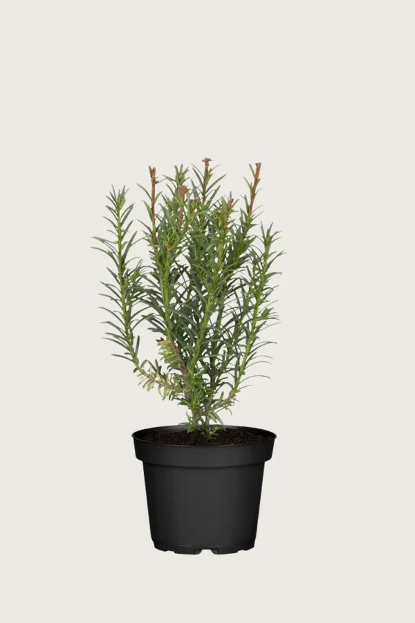 Europabarlind Taxus Baccata 40cm Outlet | Plantinavia