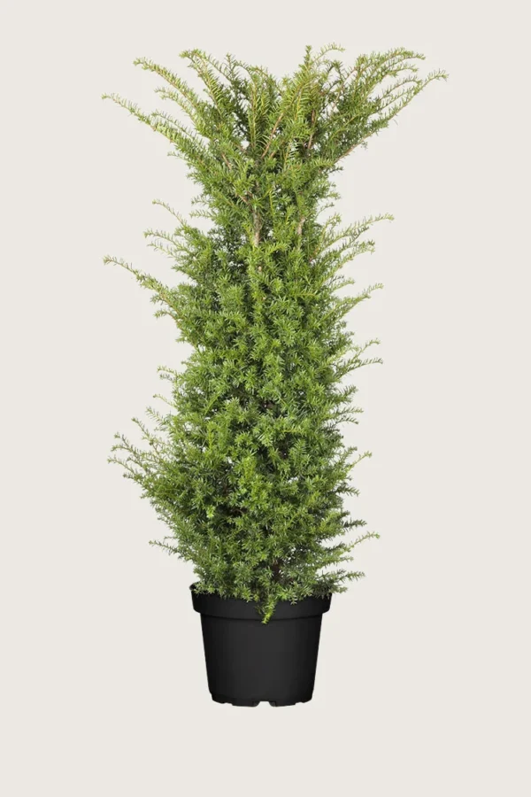 Europabarlind Taxus Baccata 225cm Velgrenet | Plantinavia