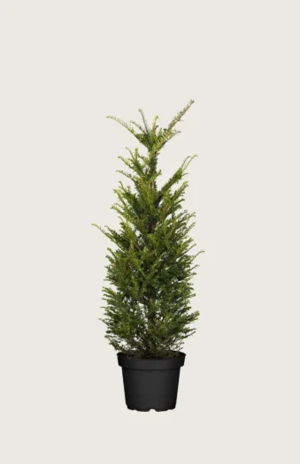 Europabarlind Taxus Baccata 60cm Velgrenet | Plantinavia