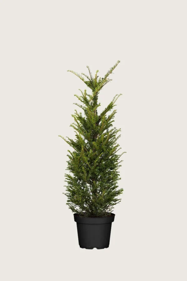 Europabarlind Taxus Baccata 80cm Velgrenet | Plantinavia