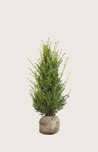 Europabarlind Taxus Baccata 80cm Grenet | Plantinavia