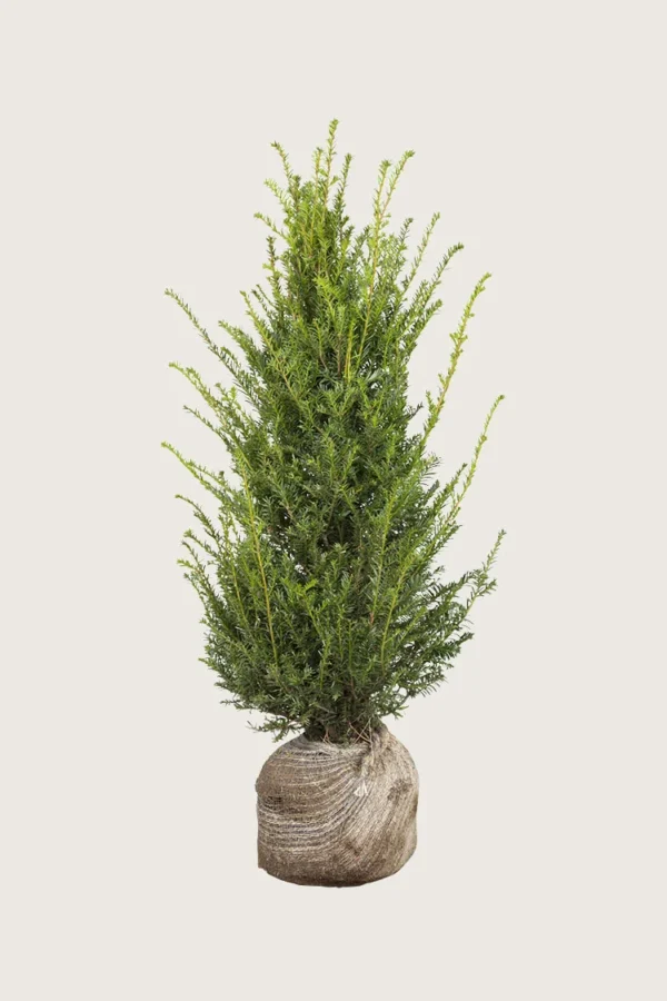 Europabarlind Taxus Baccata 125cm Outlet | Plantinavia