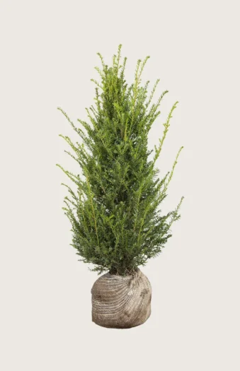 Europabarlind Taxus Baccata 225cm Outlet | Plantinavia