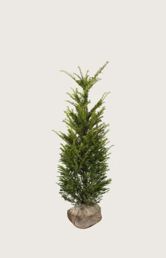Europabarlind Taxus Baccata 60cm Outlet | Plantinavia