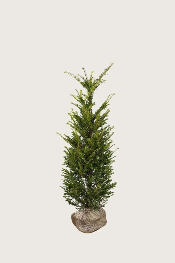 Europabarlind Taxus Baccata 80cm Outlet | Plantinavia