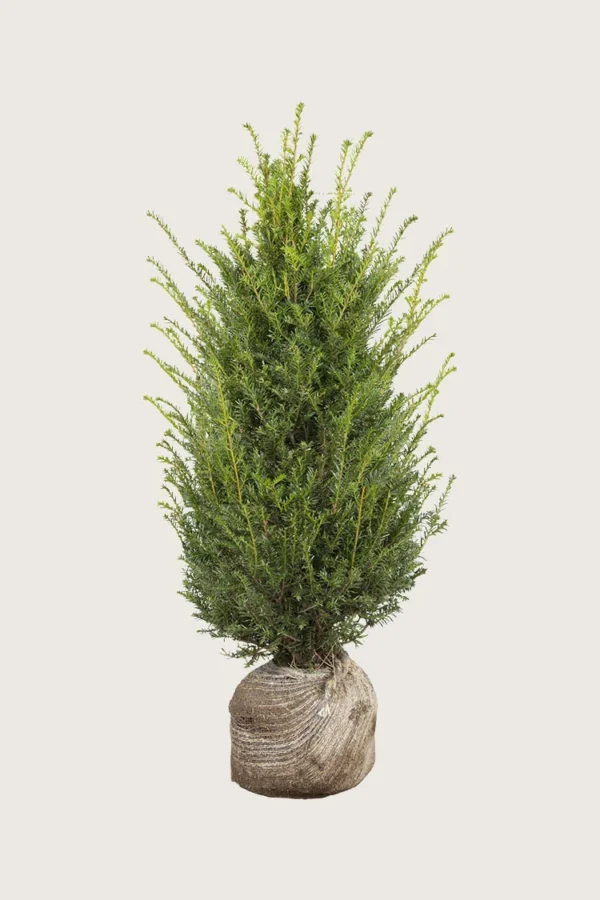 Europabarlind Taxus Baccata 175cm Velgrenet | Plantinavia